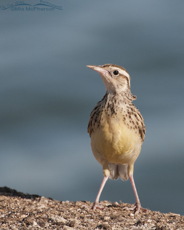 Juvenile Western Meadowlark and the Great Salt Lake from Antelope Island State Park, Davis County, Utah