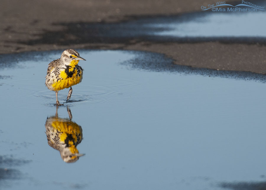 Western Meadowlark in a puddle, Antelope Island State Park, Davis County, Utah