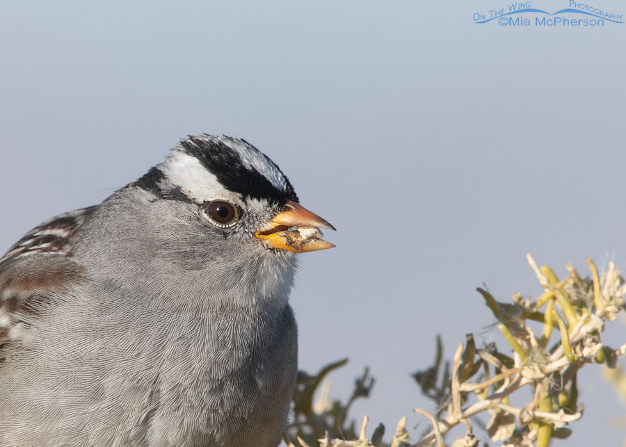 Adult White-crowned Sparrow feeding on Greasewood seeds, Farmington Bay WMA, Davis County, Utah