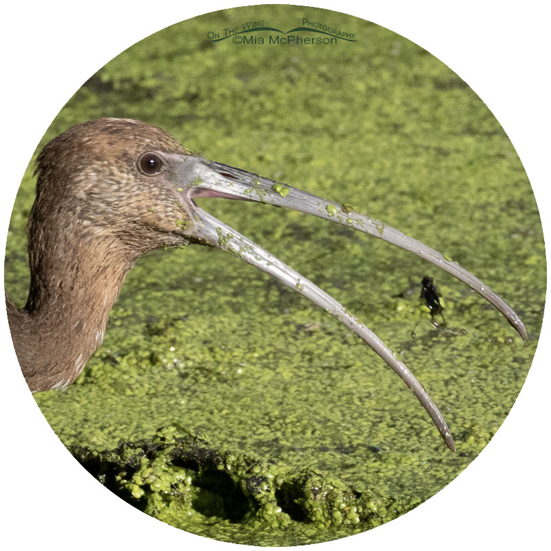 Close up of White-faced Ibis with prey, Sequoyah National Wildlife Refuge, Oklahoma