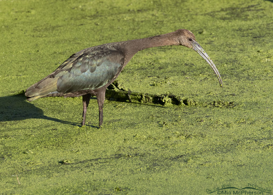 White-faced Ibis foraging at Sequoyah National Wildlife Refuge, Oklahoma