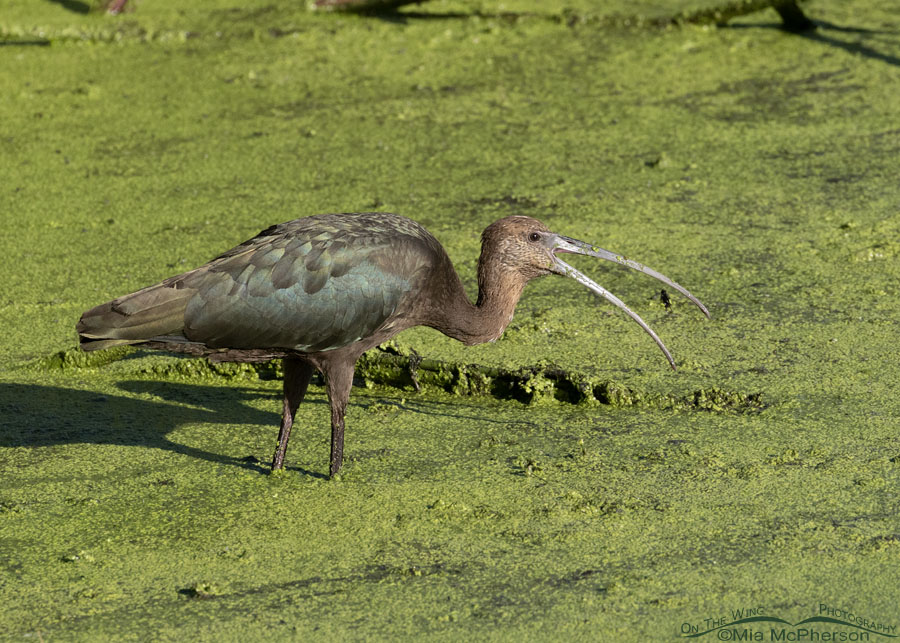 White-faced Ibis with prey at Sequoyah NWR, Sequoyah National Wildlife Refuge, Oklahoma