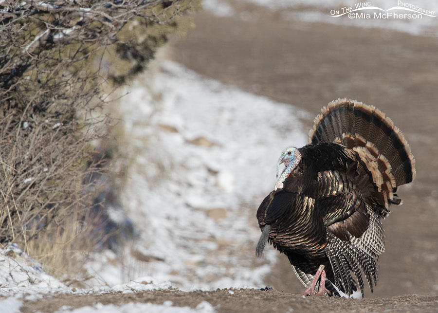 Tom Wild Turkey displaying after a spring snow, West Desert, Tooele County, Utah