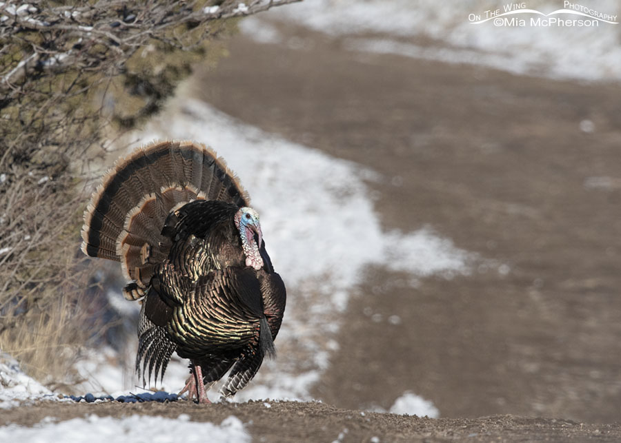 Wild Turkey tom displaying after an April snow, West Desert, Tooele County, Utah