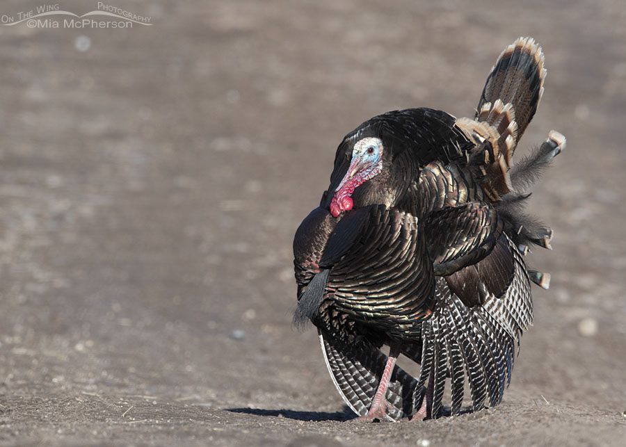 Wild Turkey male displaying on a West Desert canyon road, West Desert, Tooele County, Utah