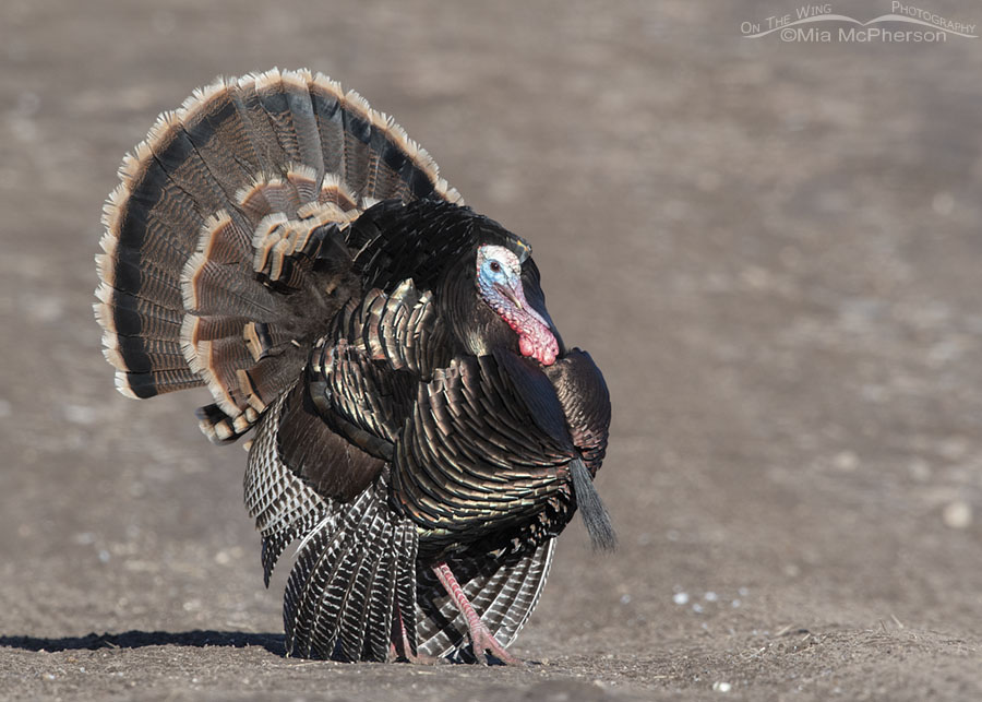 Male Wild Turkey fanning his tail and strutting his stuff, West Desert, Tooele County, Utah