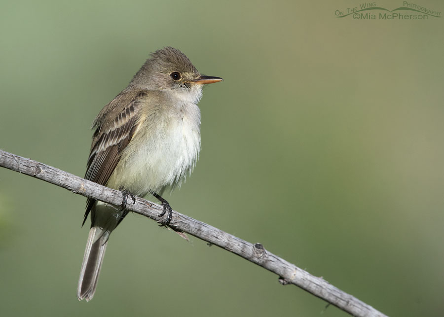 Adult Willow Flycatcher perched on a branch, Wasatch Mountains, Summit County, Utah