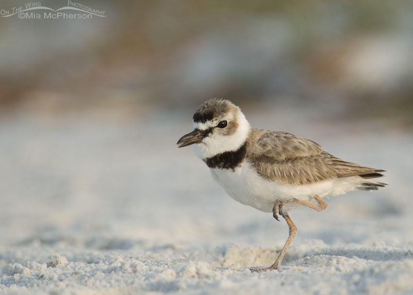 Wilson's Plover doing the Funky Chicken in the sand at Fort De Soto County Park