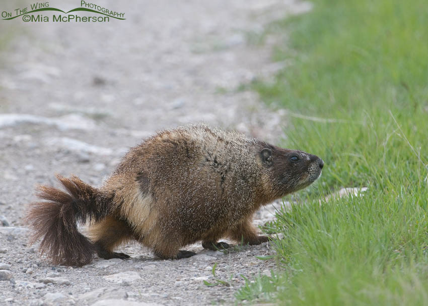 Yellow-bellied Marmot crossing a dirt track, Red Rock Lakes National Wildlife Refuge, Centennial Valley, Beaverhead County, Montana