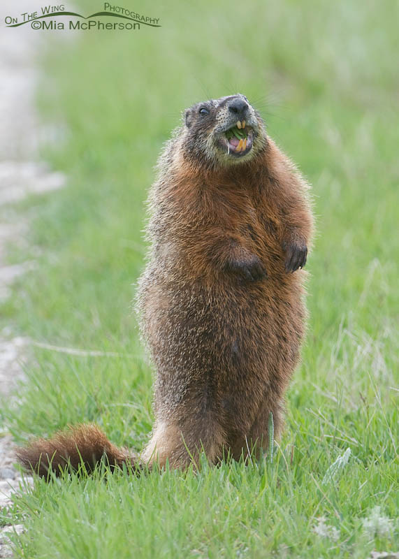 Toothy-grin from a Yellow-bellied Marmot, Red Rock Lakes National Wildlife Refuge, Centennial Valley, Beaverhead County, Montana