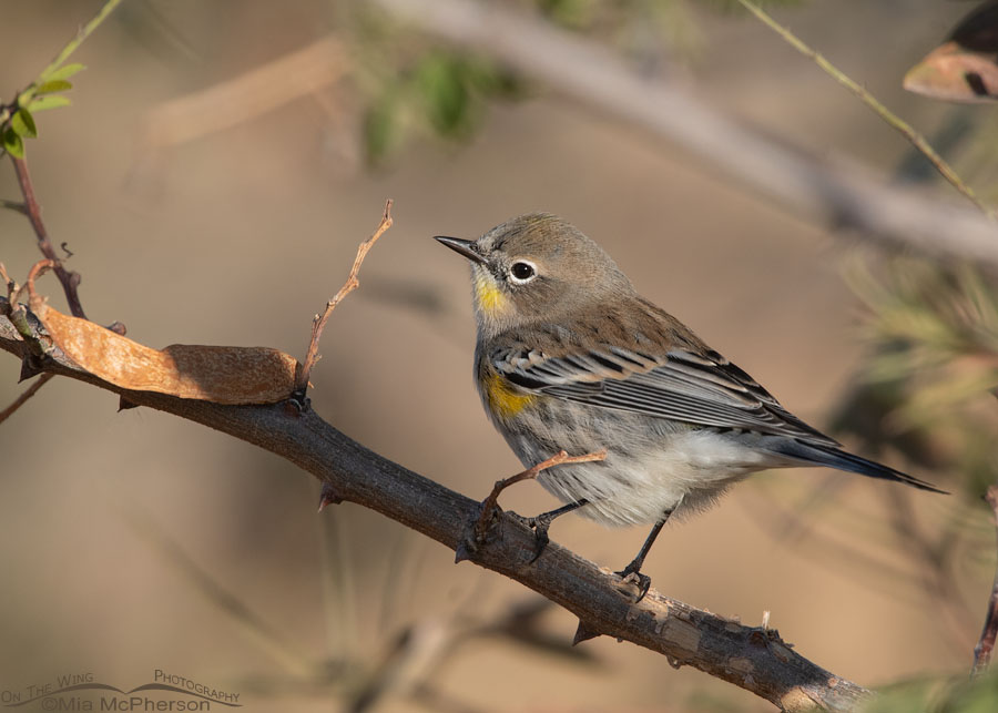 Audubon's Yellow-rumped Warbler in early morning light, Farmington Bay WMA, Davis County, Utah