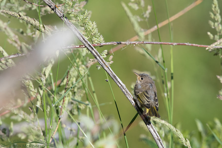 Yellow Warbler fledgling on July 6th, Wasatch Mountains, Summit County, Utah