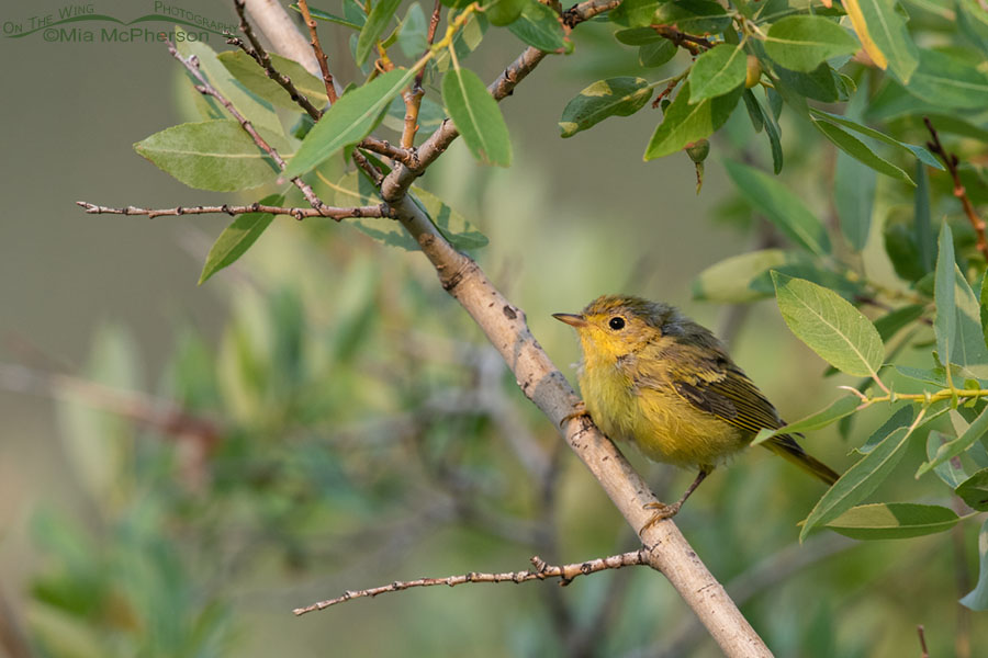 Yellow Warbler fledgling on July 12th, Wasatch Mountains, Summit County, Utah