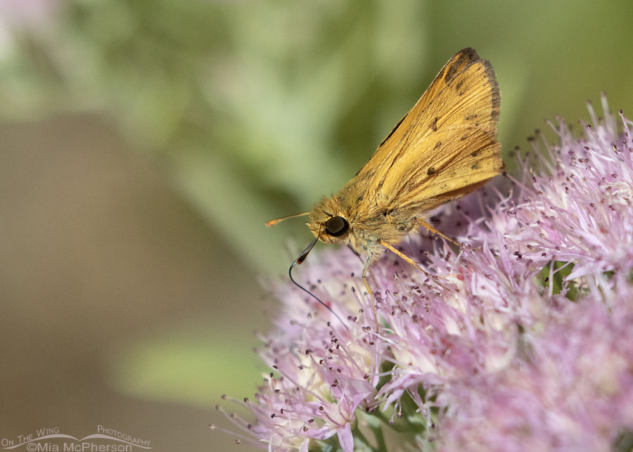 Fiery Skipper butterfly nectaring on sedum blossoms, Sebastian County, Arkansas