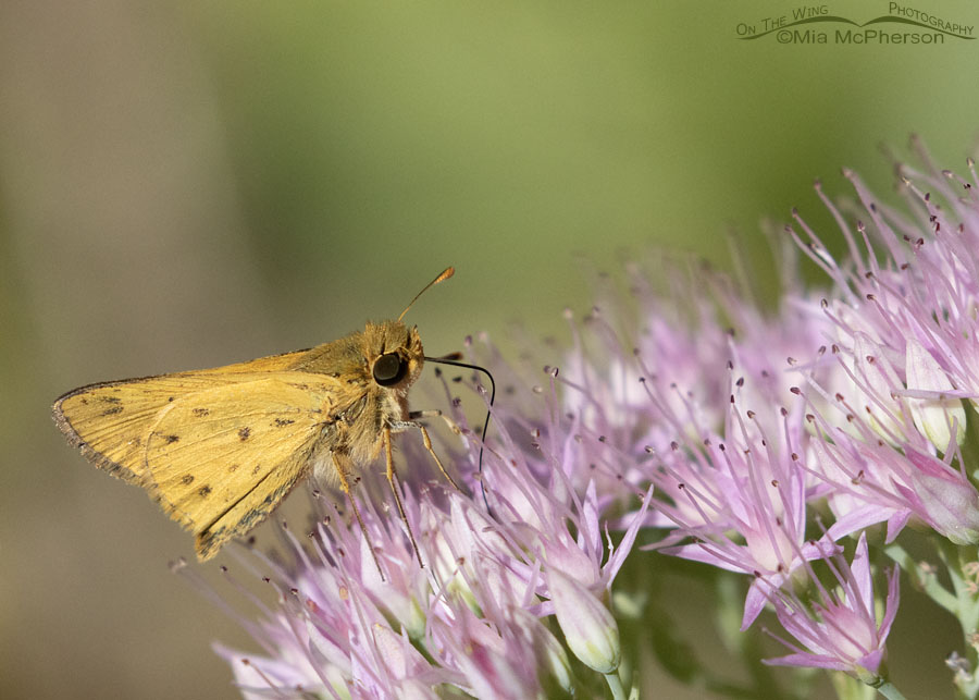 Fiery Skipper butterfly in autumn, Sebastian County, Arkansas