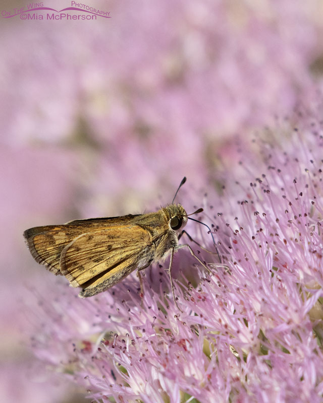 Fiery Skipper butterfly among flowering sedum, Sebastian County, Arkansas