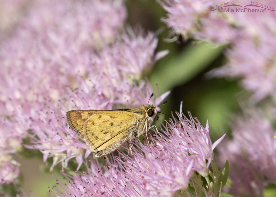 Fiery Skipper butterfly in Arkansas, Sebastian County