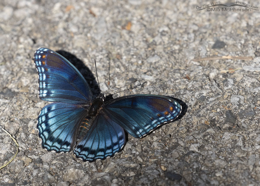 Red-spotted Purple butterfly on a nature trail, Sequoyah National Wildlife Refuge, Oklahoma