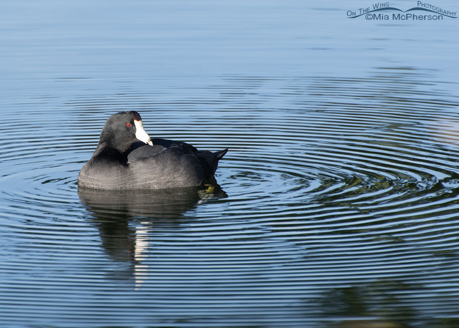 American Coot in ripples, Salt Lake County, Utah