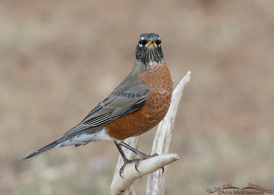 Adult American Robin perched on a shed antler, Sebastian County, Arkansas