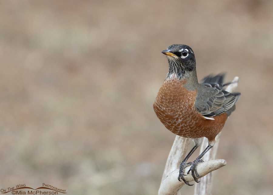 American Robin on a shed deer antler, Sebastian County, Arkansas