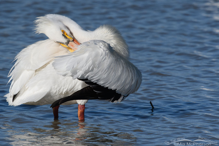 Preening adult American White Pelican, Bear River Migratory Bird Refuge, Box Elder County, Utah