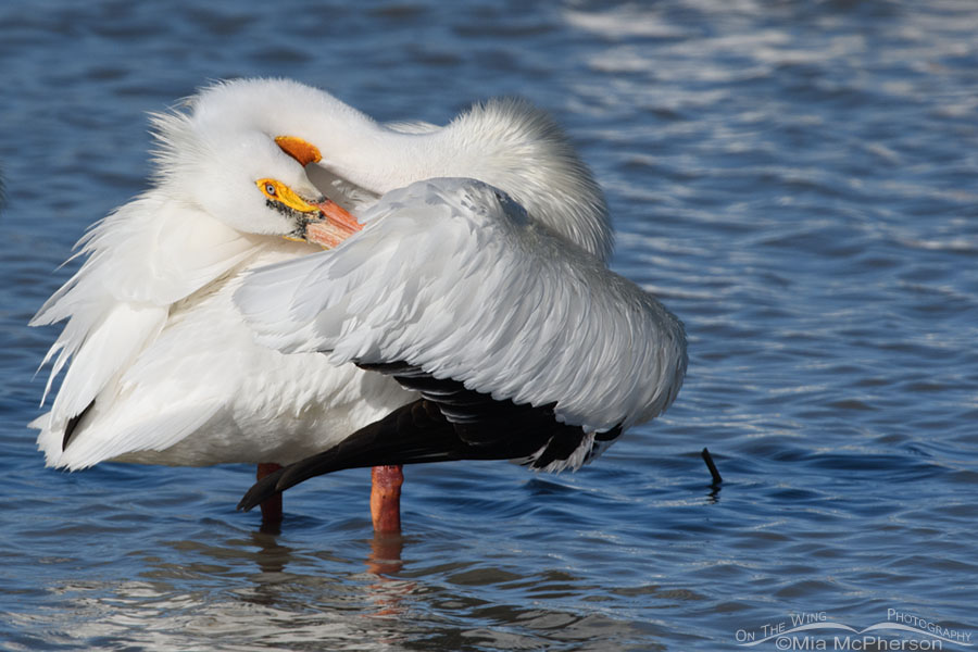 Preening American White Pelican optical illusion, Bear River Migratory Bird Refuge, Box Elder County, Utah