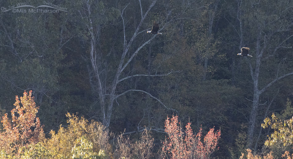 Two Bald Eagles in Boxley Valley at Buffalo National River, Boxley Valley, Newton County, Arkansas