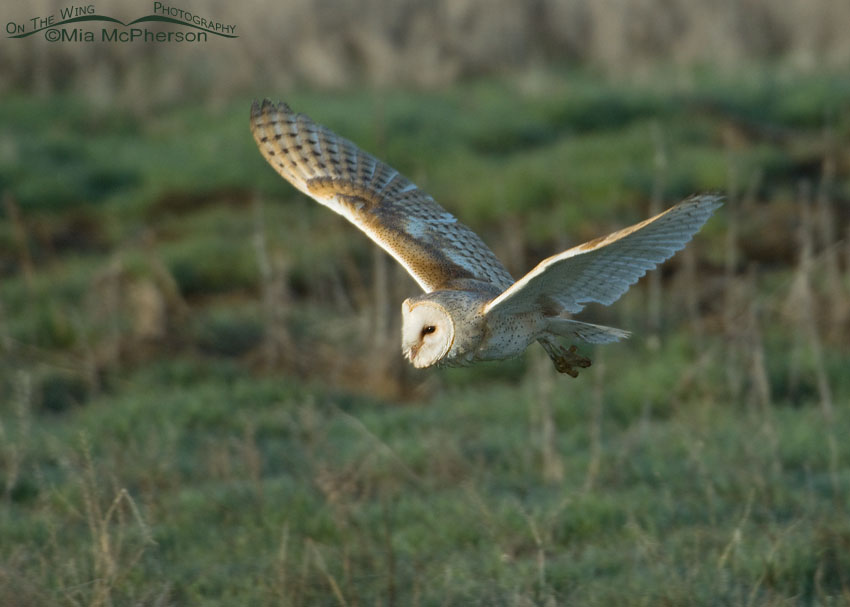 Spring time American Barn Owl adult in flight, Antelope Island State Park, Davis County, Utah