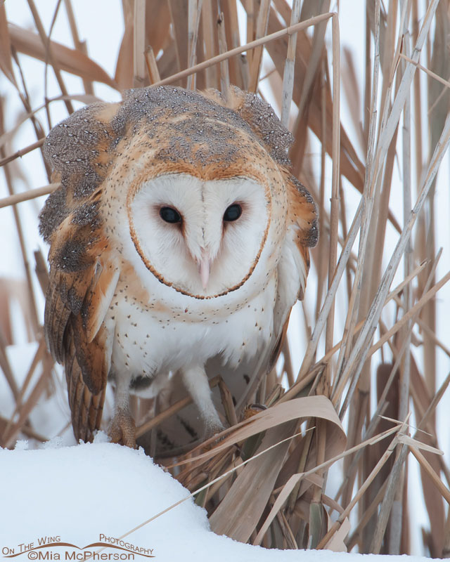 Close up of an American Barn Owl as it rests in a marshy area at Farmington Bay WMA, Utah