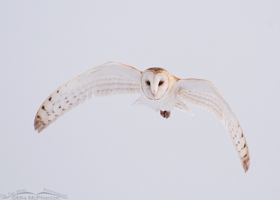 American Barn Owl in flight on a foggy morning at Farmington Bay WMA, Davis County, Utah