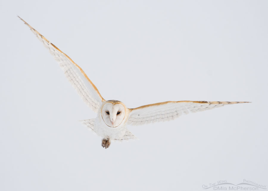 Foggy morning American Barn Owl flight, Farmington Bay WMA, Davis County, Utah