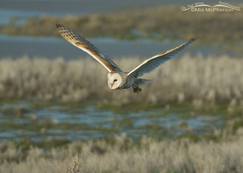 Adult American Barn Owl flying by, Antelope Island State Park, Davis County, Utah