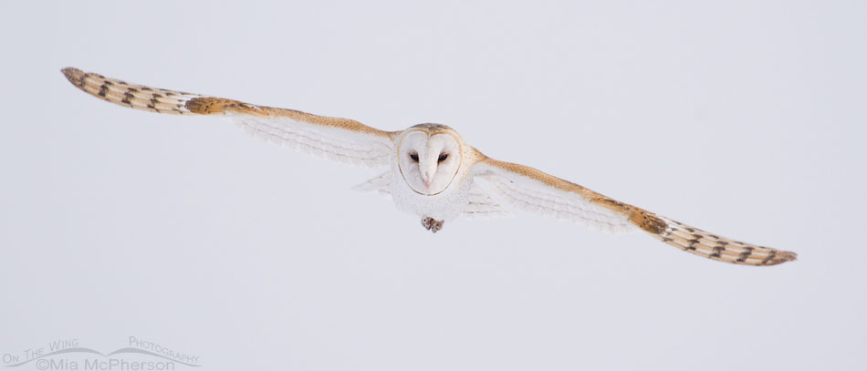 American Barn Owl in flight pano crop on a foggy, snowy day, Farmington Bay WMA, Davis County, Utah