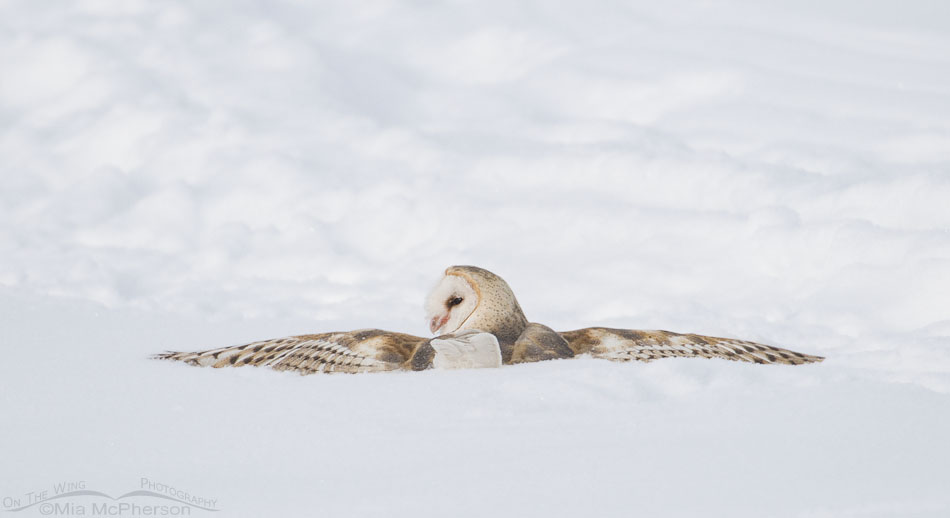 Barn Owl searching for its prey in the snow, Farmington Bay WMA, Davis County, Utah