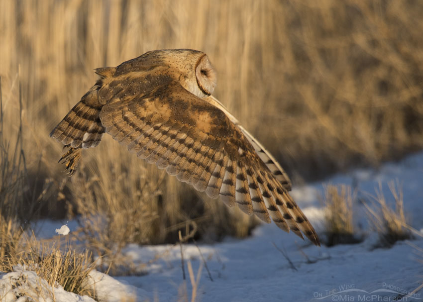 American Barn Owl lifting off from a mound of snow, Bear River Migratory Bird Refuge, Box Elder County, Utah