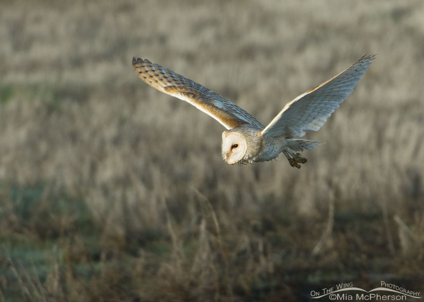 American Barn Owl adult in flight, Antelope Island State Park, Davis County, Utah