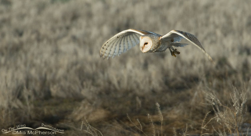 Adult American Barn Owl pano, Antelope Island State Park, Davis County, Utah