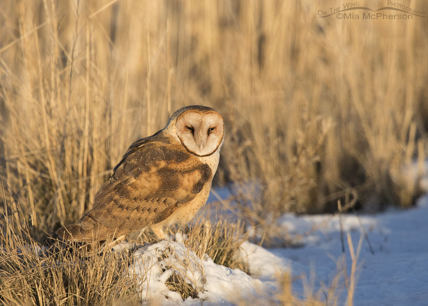 American Barn Owl resting on a mound of snow, Bear River Migratory Bird Refuge, Box Elder County, Utah