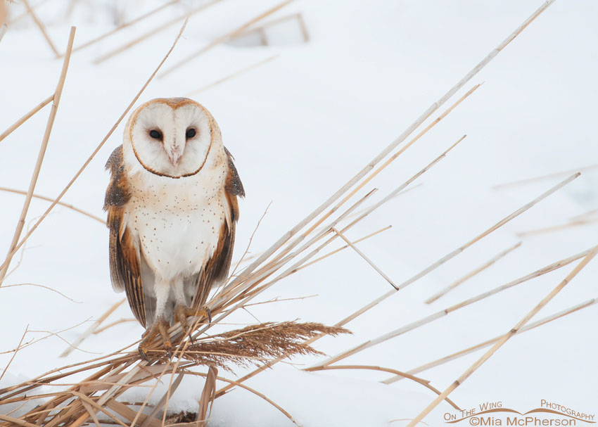 Winter American Barn Owl on a gray day perched on some phragmites, northern Utah