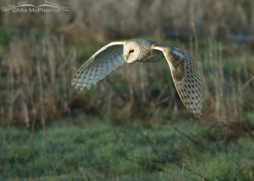 Adult American Barn Owl in flight over a marsh in northern Utah