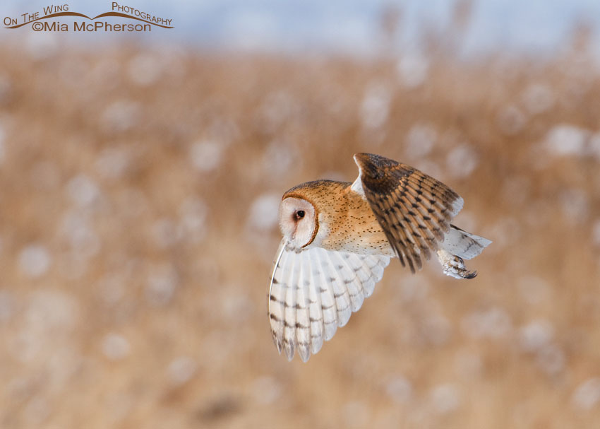 Utah American Barn Owl in flight at Farmington Bay Waterfowl Management Area, Davis County