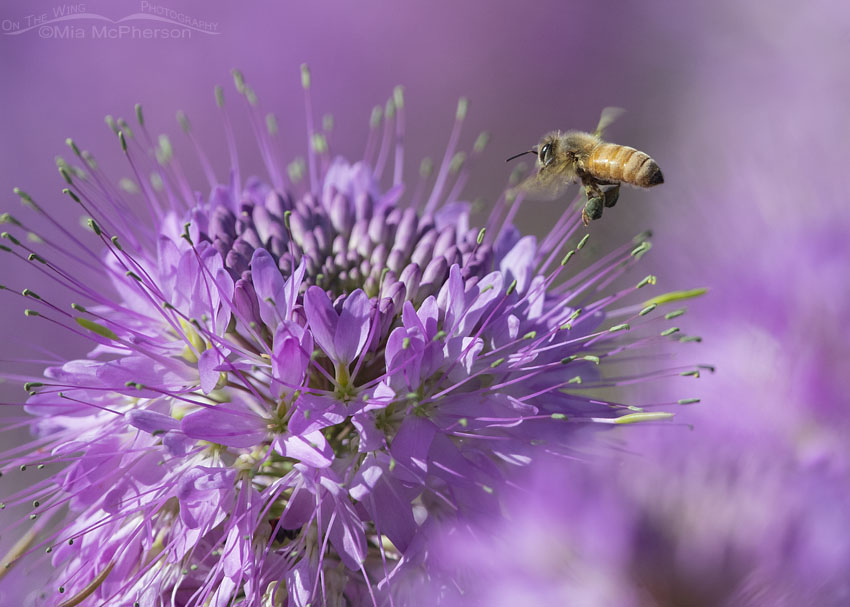 Rocky Mountain Bee Plant with a Bee, Box Elder County, Utah