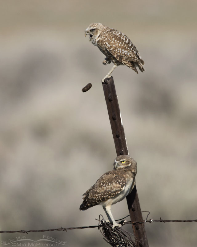 Adult female Burrowing Owl casting a pellet with a juvenile perched below, Box Elder County, Utah