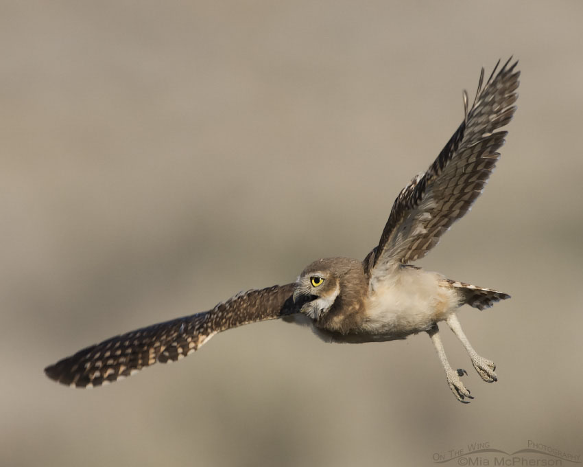 Juvenile Burrowing Owl calling while in flight, Box Elder County, Utah