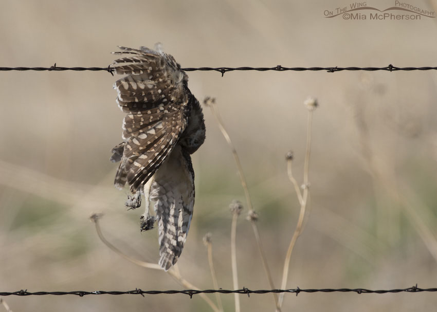 Dead juvenile Burrowing Owl hung up on barbed wire, Box Elder County, Utah