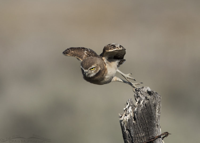 Juvenile Burrowing Owl diving towards the burrow, Box Elder County, Utah