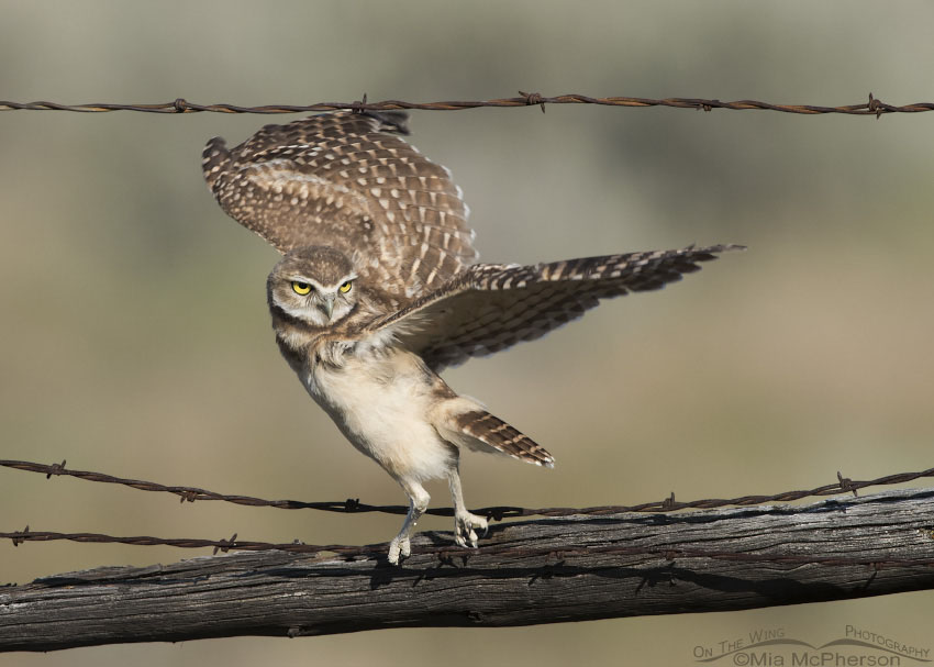 Juvenile Burrowing Owl ready to lift off, Box Elder County, Utah