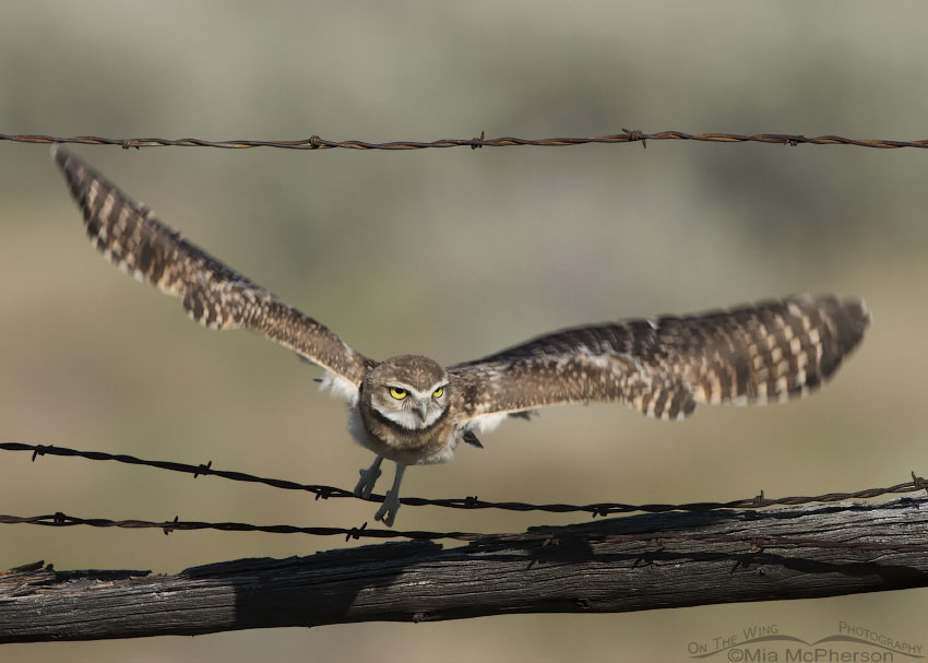 Burrowing Owl juvenile diving towards prey from a fence in Box Elder County, Utah