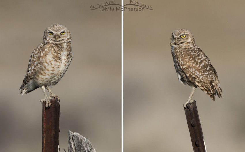 Male Burrowing Owl (L) – Female Burrowing Owl (R), comparison of sexes. Box Elder County, Utah